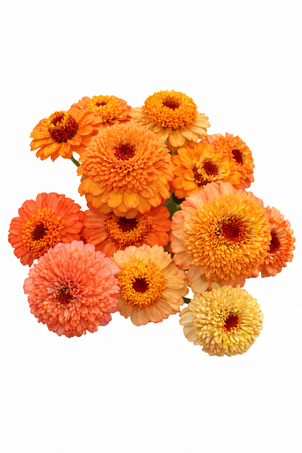 Zinnia elegans Zinderella Orange | Scabiosa-Flowered Zinnia therapyofflowers.com