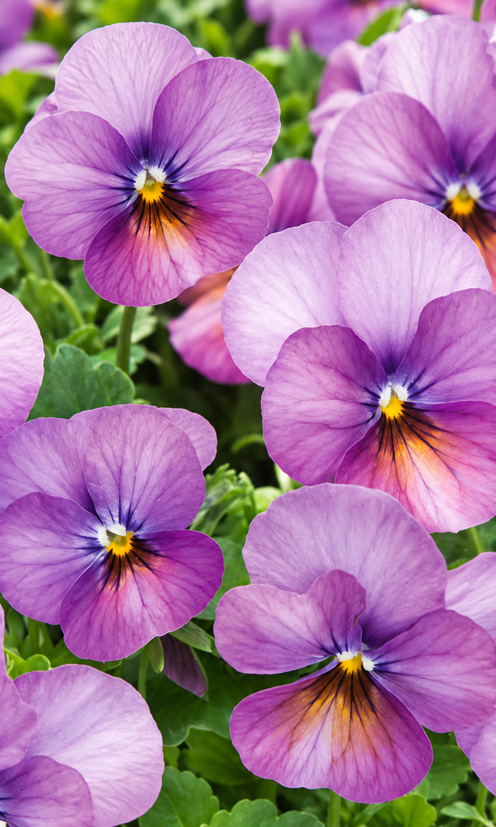 Ragainā vijolīte Floral Power™ Plum Antique F1 | Viola cornuta 