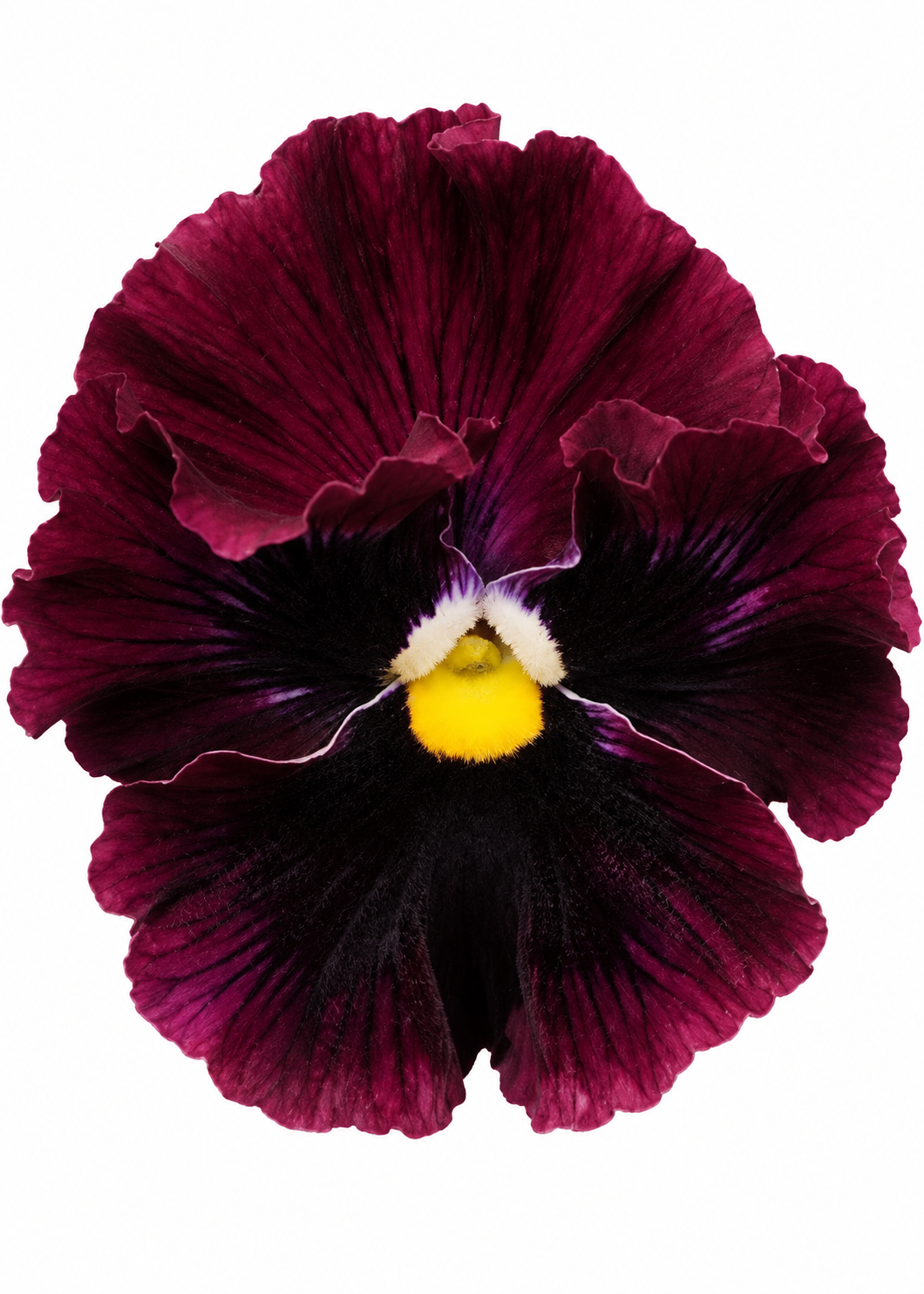Atraitnīte Frizzle Sizzle™ Burgundy | Viola x wittrockiana 