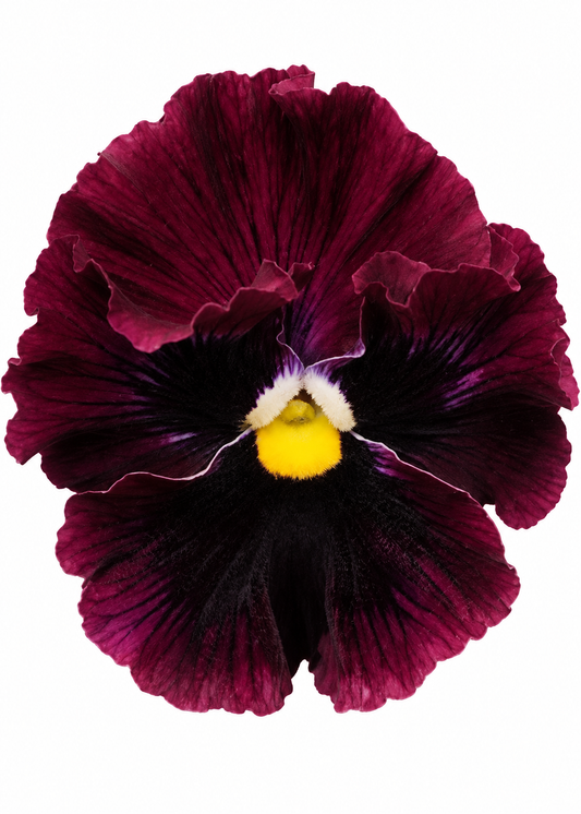 Atraitnīte Frizzle Sizzle™ Burgundy | Viola x wittrockiana 