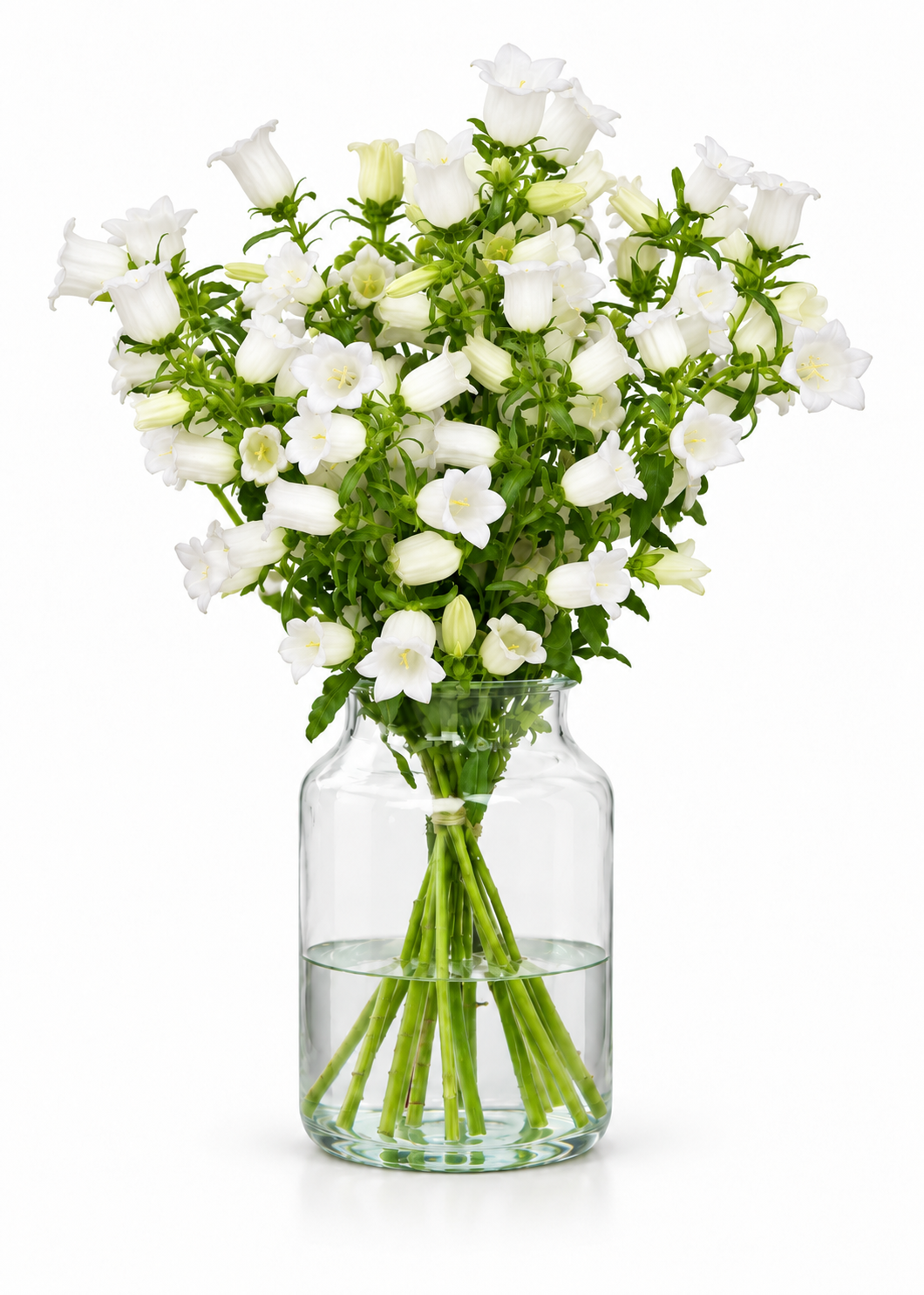 Pulkstenīte Champion White | Campanula Medium
