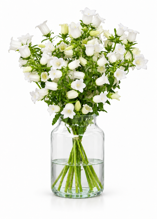 Pulkstenīte Champion White | Campanula Medium
