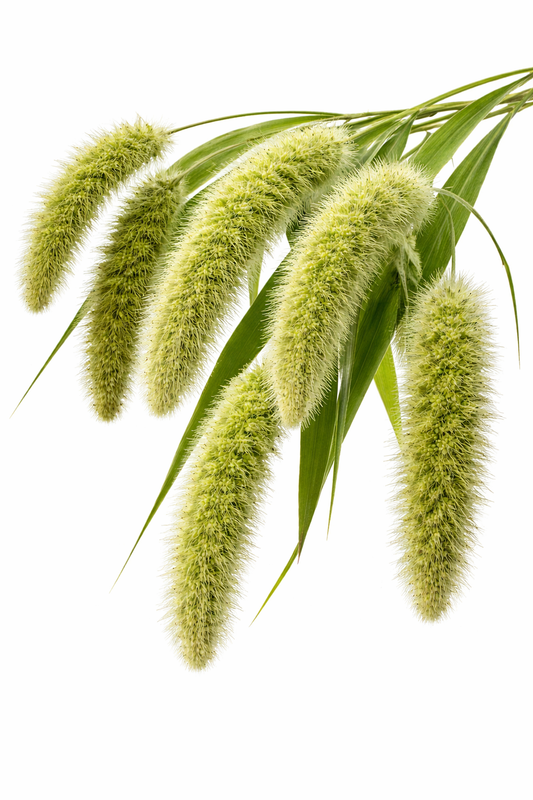 Setaria macrocheata | Wild Foxtail Grass | Meadow & Naturalistic Planting therapyofflowers.com