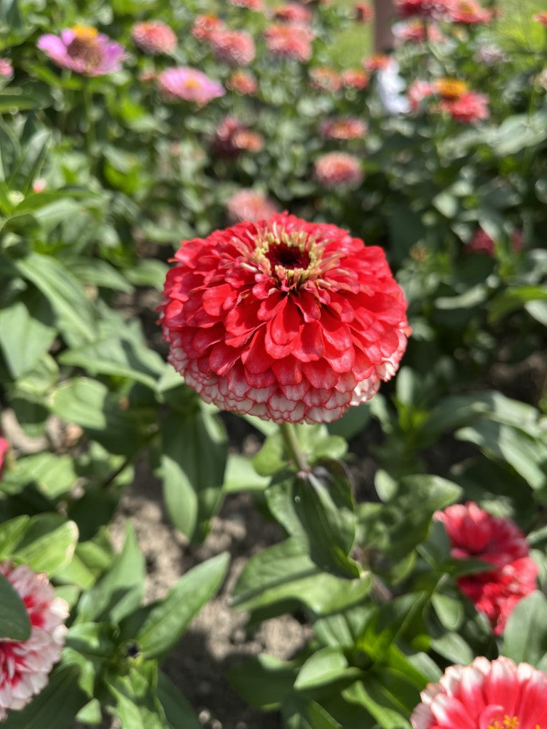 Zinnia elegans Zinderella Fizz | Scabiosa-Flowered Zinnia therapyofflowers.com