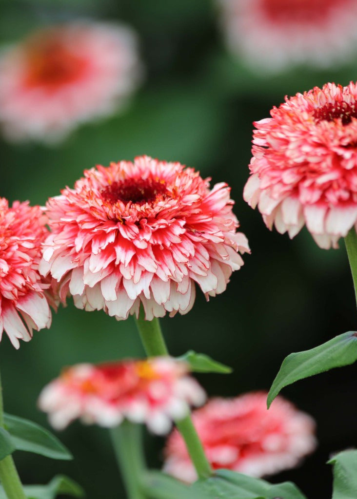 Zinnia elegans Zinderella Fizz | Scabiosa-Flowered Zinnia therapyofflowers.com
