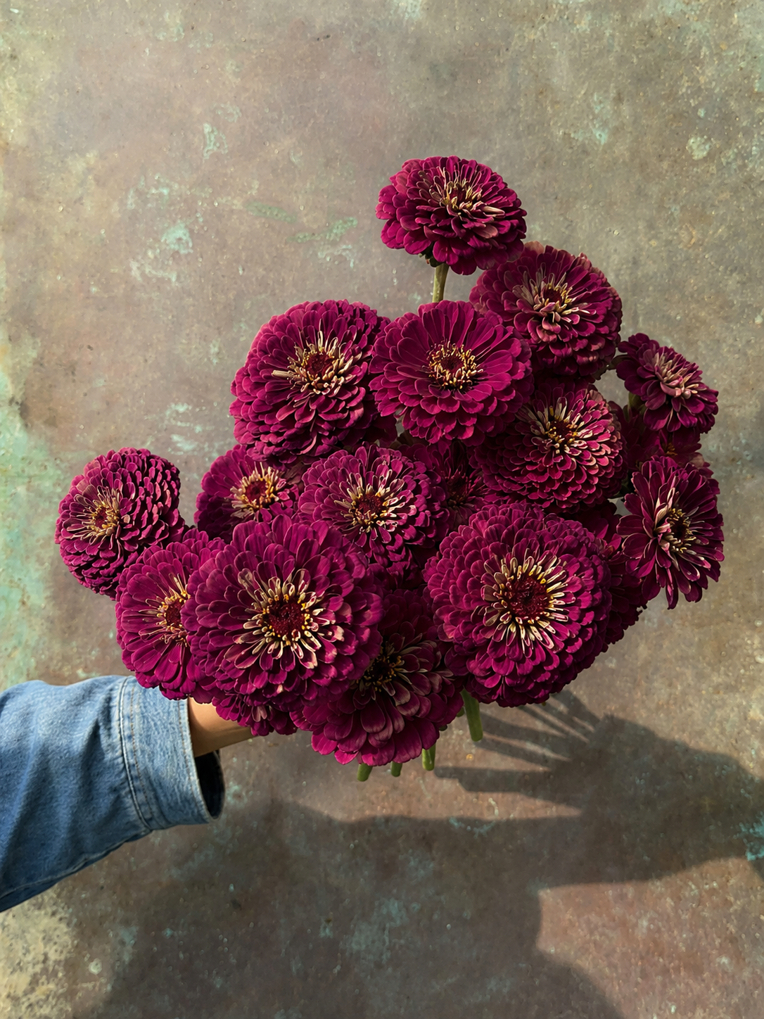 Zinnia elegans Benary's Giant Wine | Premium Zinnia therapyofflowers.com