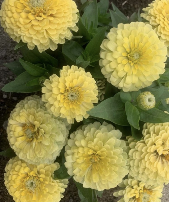 Zinnia elegans Rosetta Lemon to Yellow | Short, Excellent for pots therapyofflowers.com