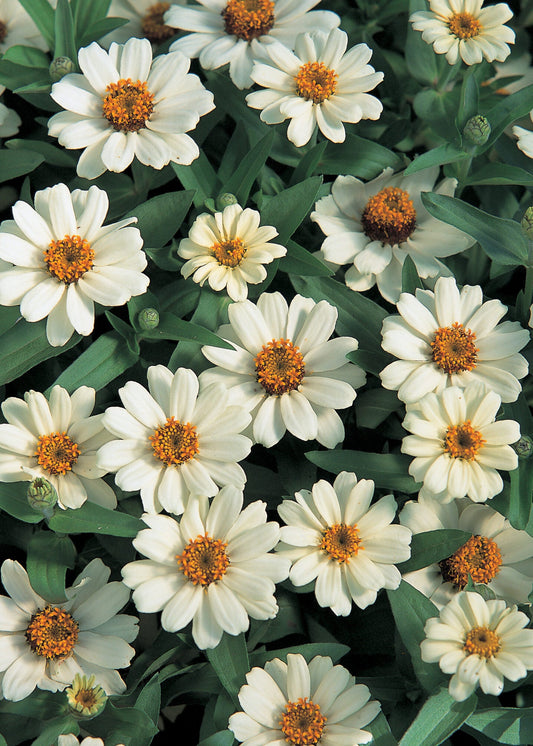 Hibrīdā cinnija Profusion White | Zinnia hybrida 