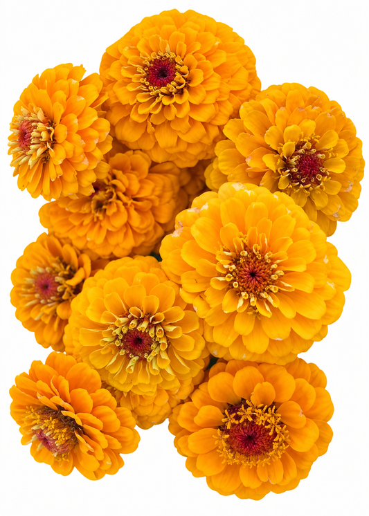 Cinnija Oklahoma Golden Yellow | Zinnia elegans
