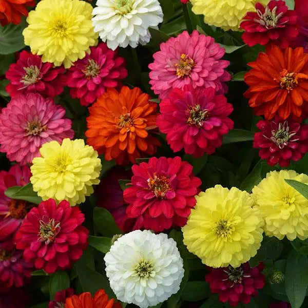 Cinnija Double Zahara™ White | Zinnia marylandica