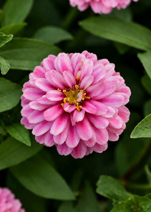 Cinnija Double Zahara™ Raspberry Ripple | Zinnia marylandica