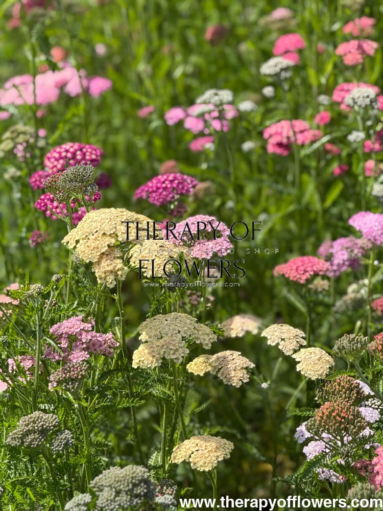Achillea millefolium Summer Pastels | Common Yarrow therapyofflowers.com