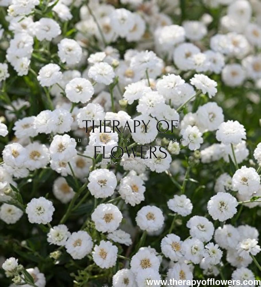 Yarrow | Achillea ptarmica Marshmallow therapyofflowers.com