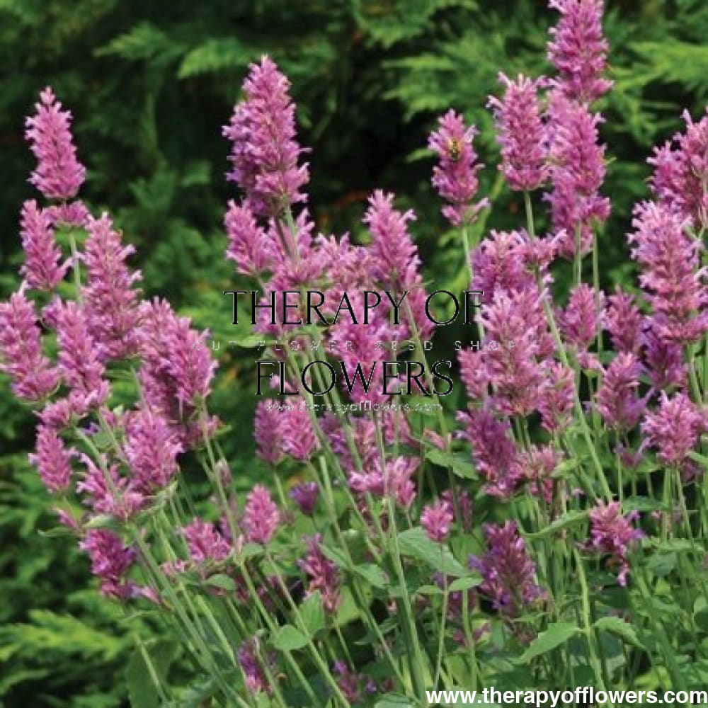 Agastache hybrida Arcado Pink - therapyofflowers.comseeds