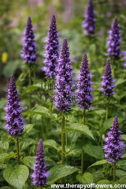 Agastache hybrida Astello Indigo therapyofflowers.com