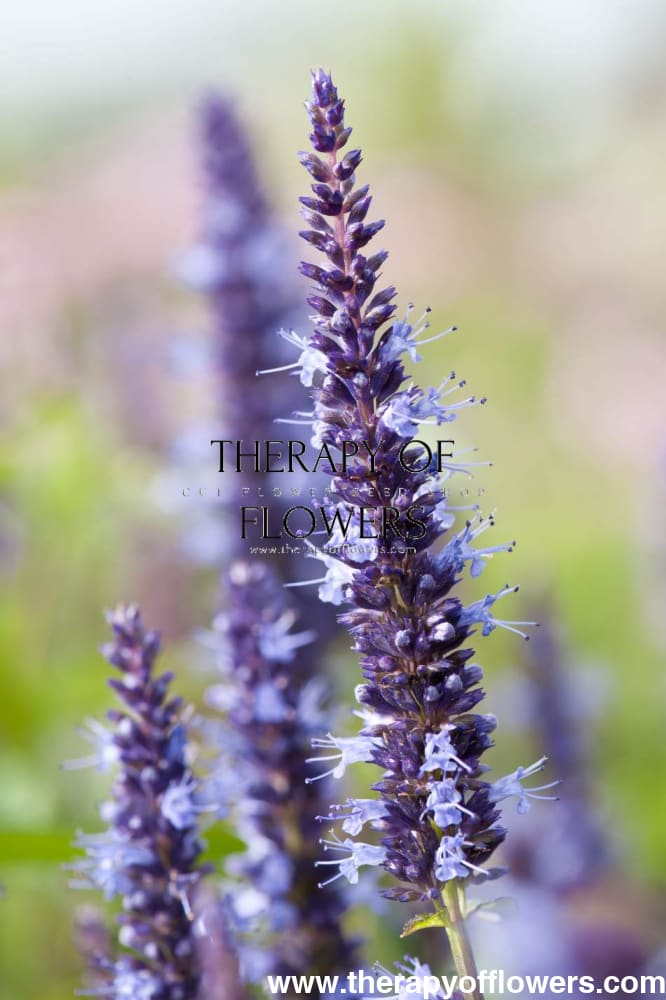 Agastache hybrida Astello Indigo therapyofflowers.com