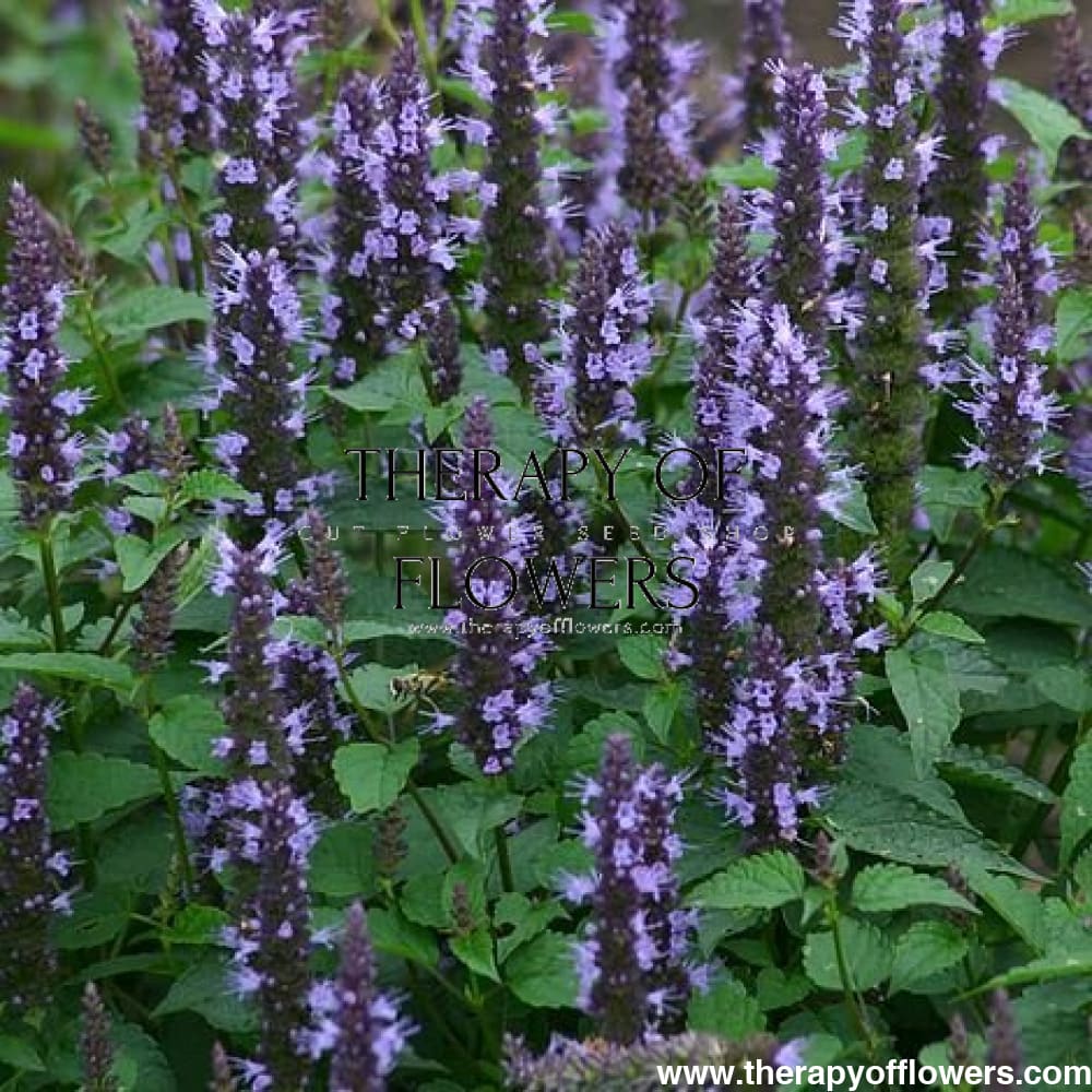 Agastache hybrida Astello Indigo - therapyofflowers.comseeds