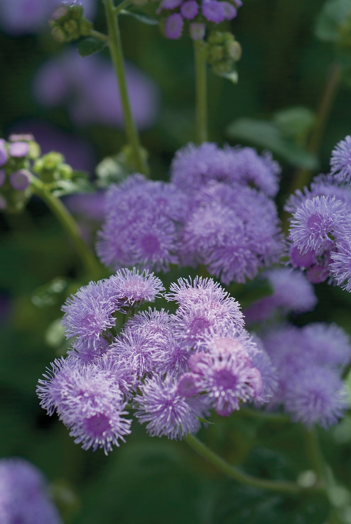 Agerāts Blue Horizon F1 | Ageratum houstonianum 