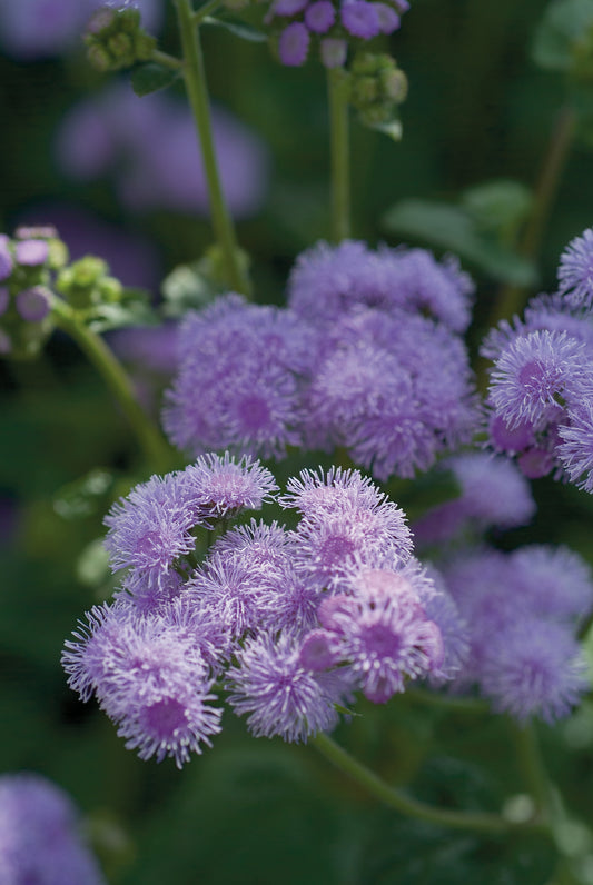 Agerāts Blue Horizon F1 | Ageratum houstonianum 