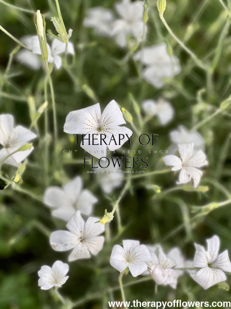 Agrostemma githago Bianca - therapyofflowers.comseeds