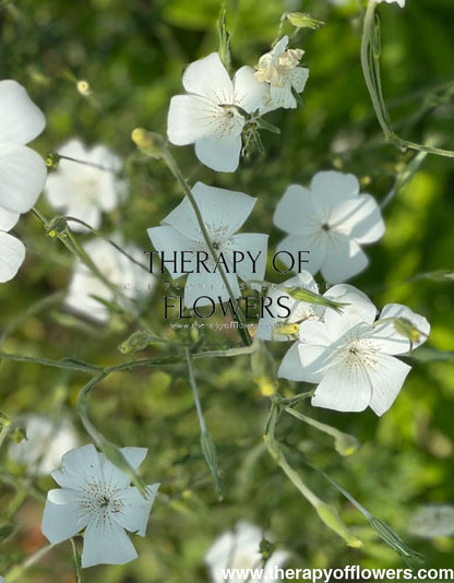 Agrostemma githago Bianca - therapyofflowers.comseeds