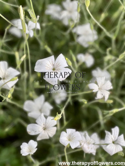 Agrostemma githago Bianca - therapyofflowers.comseeds