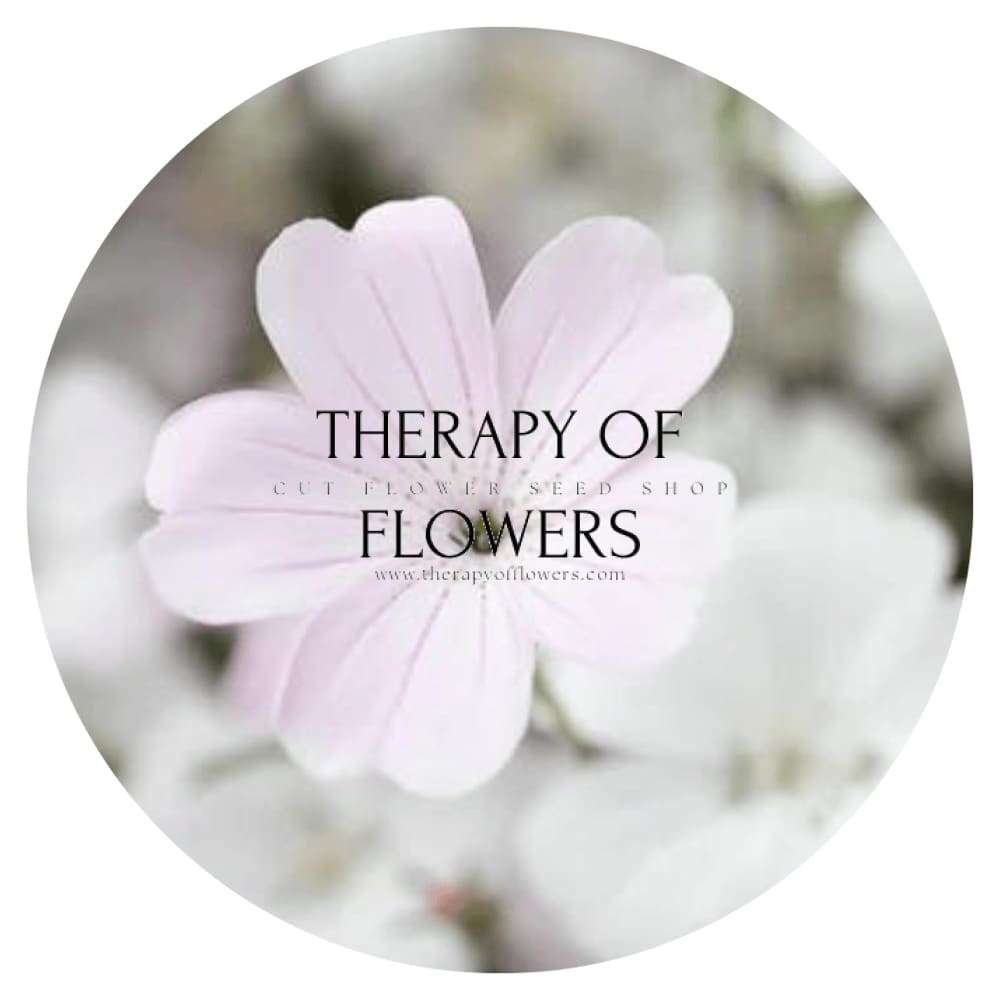 Agrostemma githago Light rose - therapyofflowers.comseeds