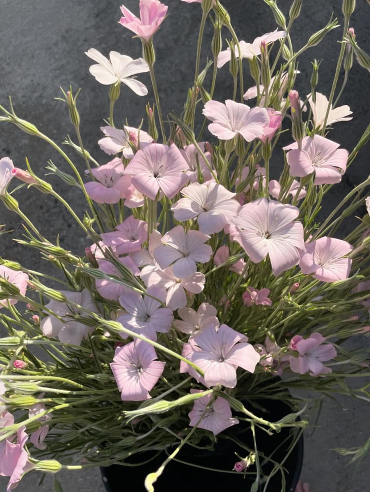 Agrostemma githago Light rose | Corn Cockle therapyofflowers.com