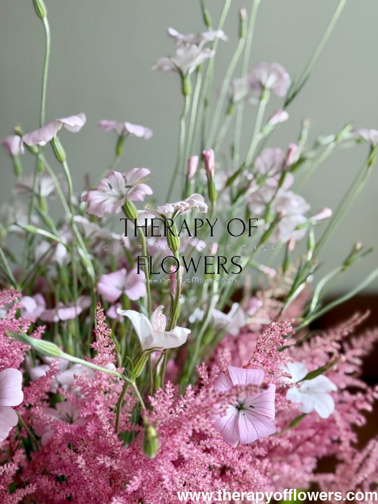 Agrostemma githago Light rose | Corn Cockle therapyofflowers.com