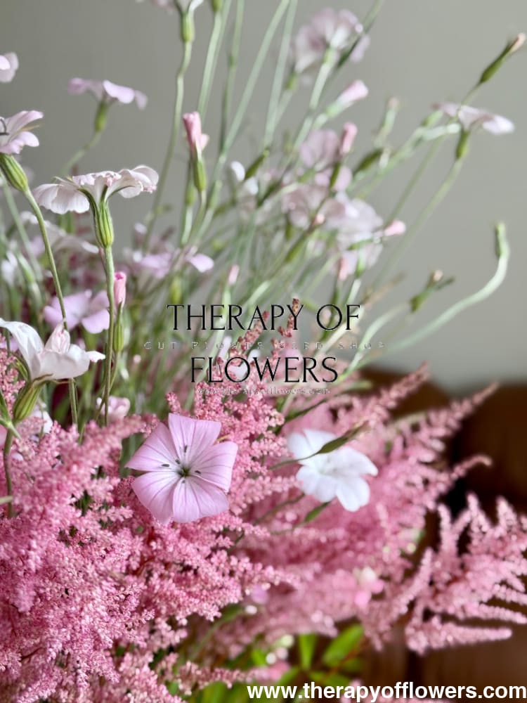 Agrostemma githago Light rose | Corn Cockle therapyofflowers.com