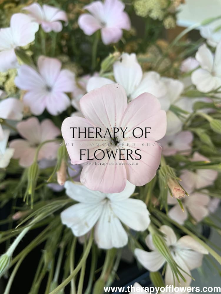 Agrostemma githago Light rose | Corn Cockle therapyofflowers.com