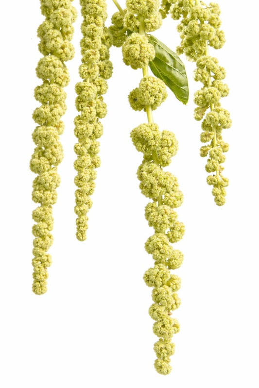 Amaranthus caudatus Green Pearls - 50 seeds / 120 cm - Seeds
