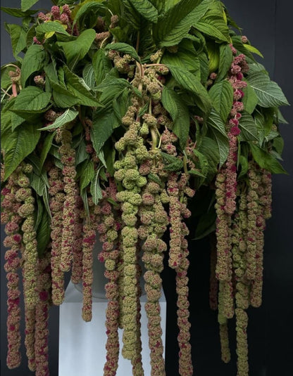 Amaranthus caudatus Mira therapyofflowers.com