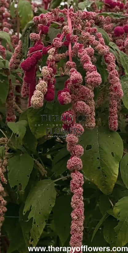 Amaranthus caudatus Mira | Amaranth therapyofflowers.com