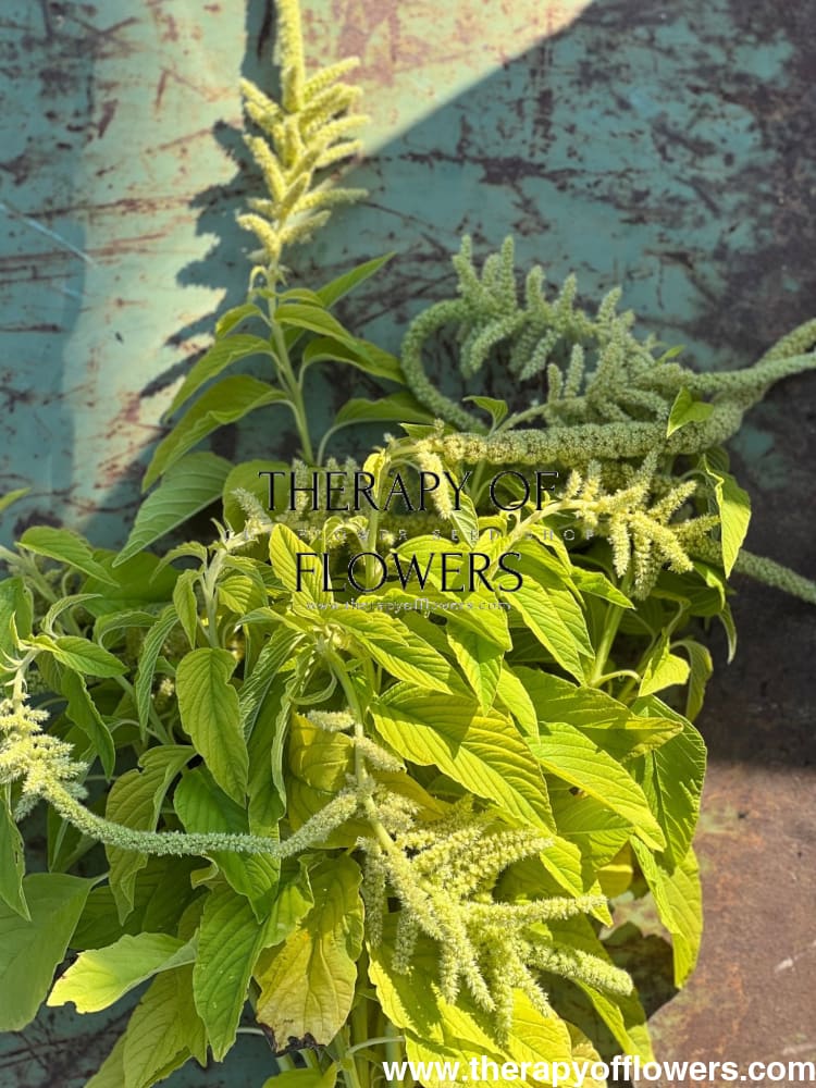 Amaranthus caudatus Viridis - therapyofflowers.comflowers