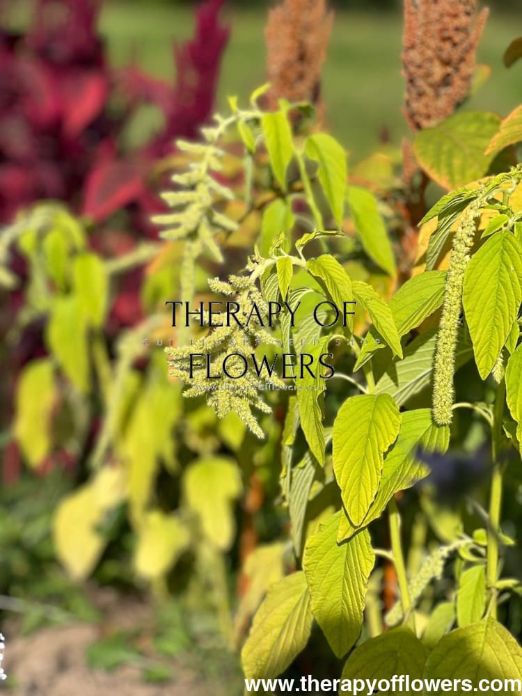 Amaranthus caudatus Viridis - therapyofflowers.comflowers