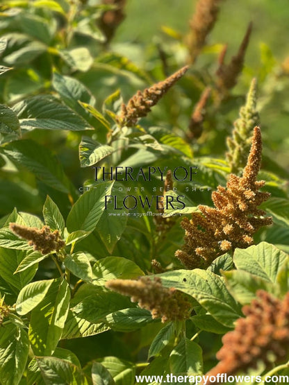 Amaranthus cruentus Autumn's touch - therapyofflowers.comflowers