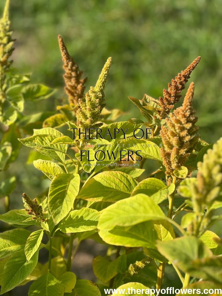 Amaranthus cruentus Autumn's touch - therapyofflowers.comflowers