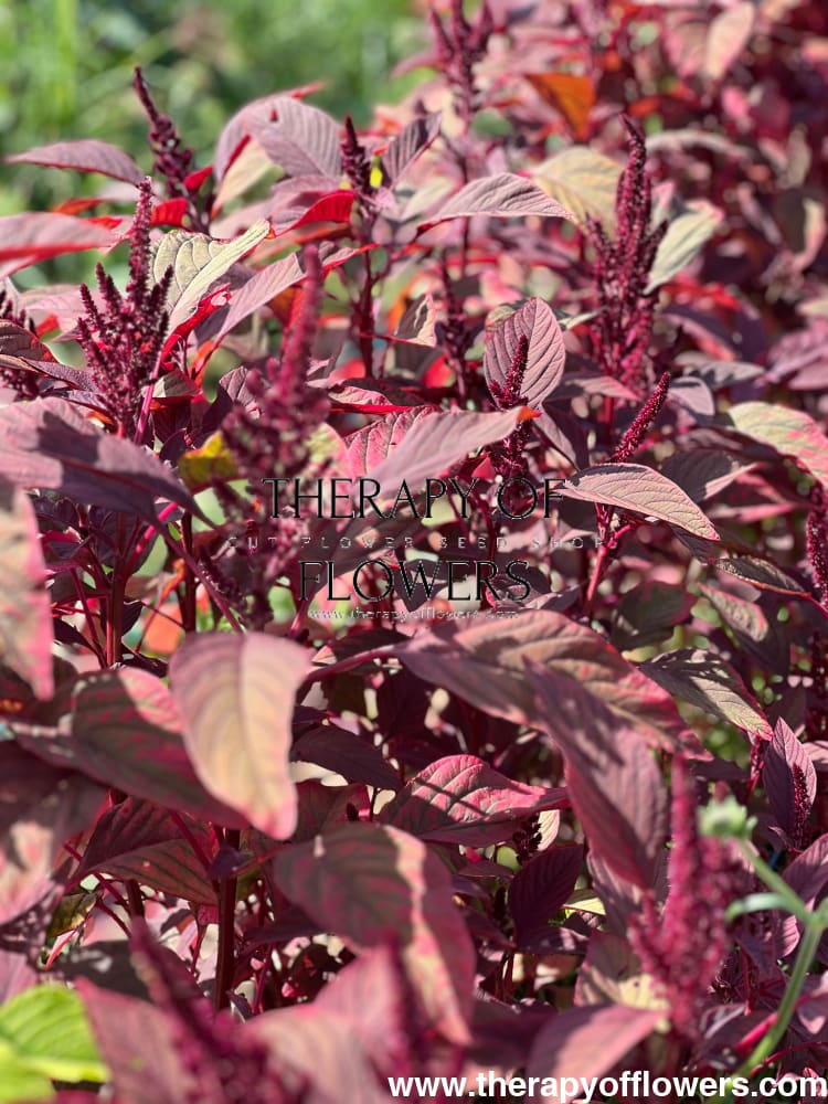 Amaranthus cruentus Velvet Curtains - therapyofflowers.com