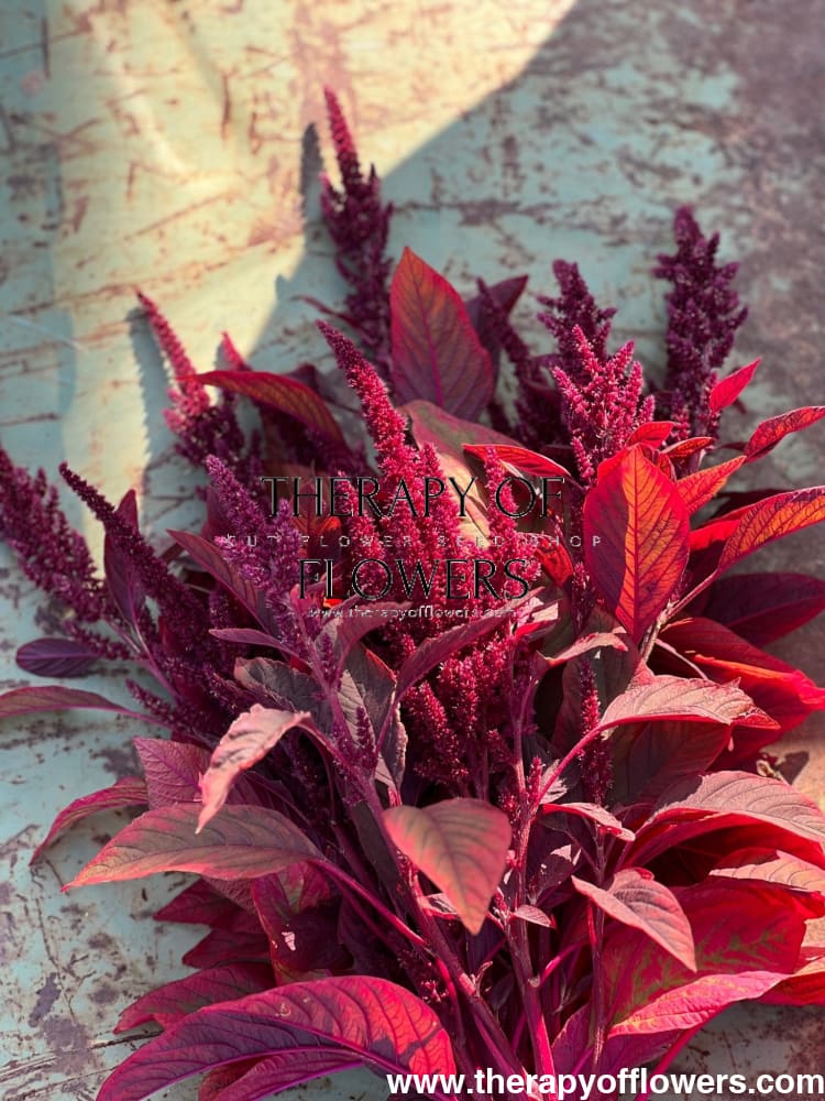Amaranthus cruentus Velvet Curtains - therapyofflowers.com