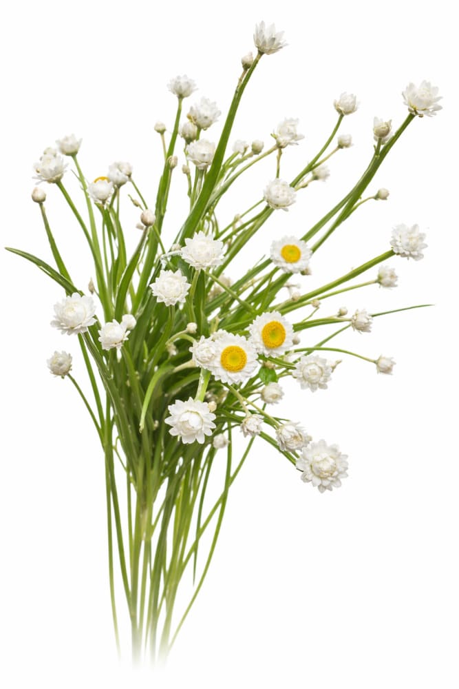 Ammobium alatum Grandiflorum | Everlasting Sandflower - 0.4 gram / 60 cm - Seeds