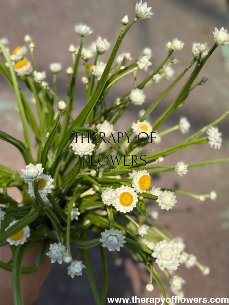 Ammobium alatum Grandiflorum | Everlasting Sandflower therapyofflowers.com
