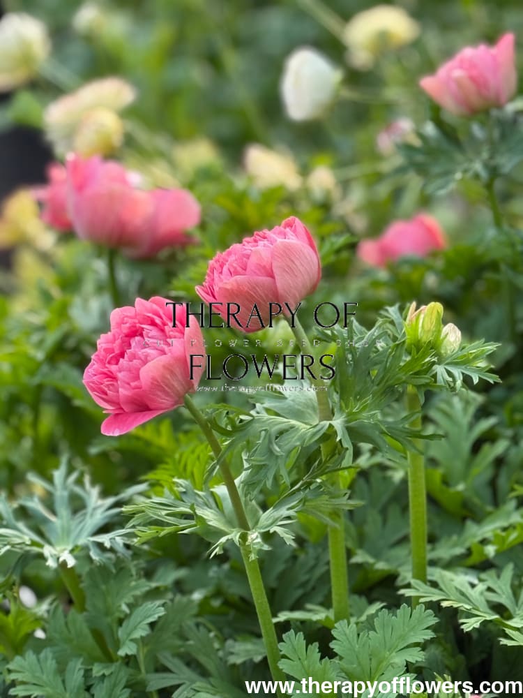 Anemone Levante® ROSA | Italian Anemone therapyofflowers.com