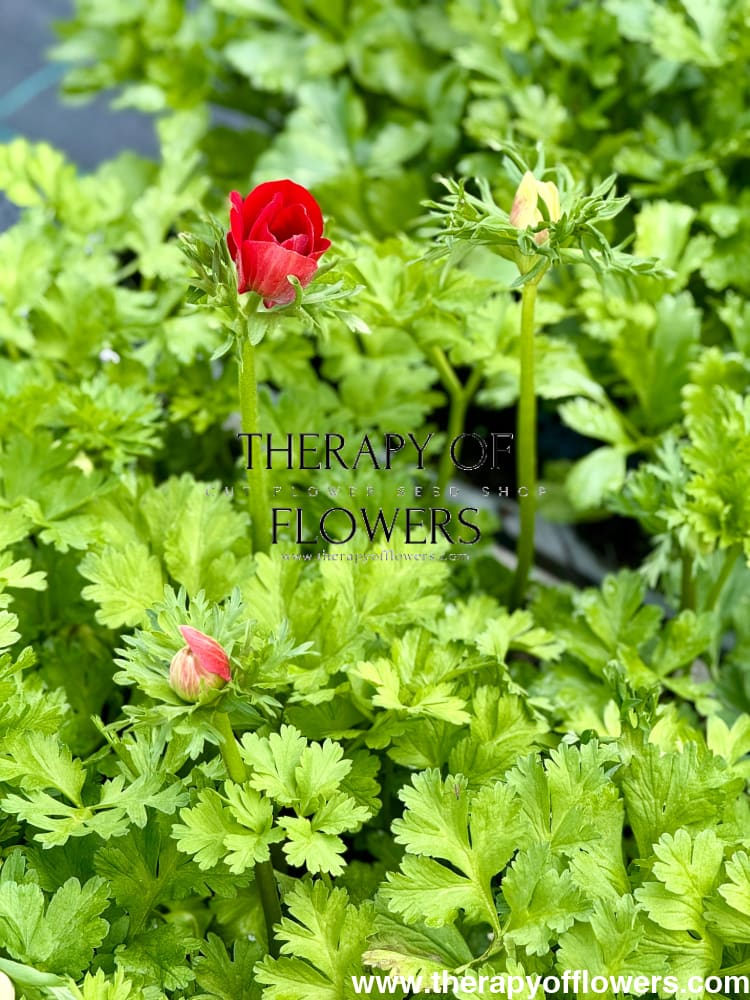 Snapdragon Snapstar White F1 | Group 1,2 | Antirrhinum majus therapyofflowers.com