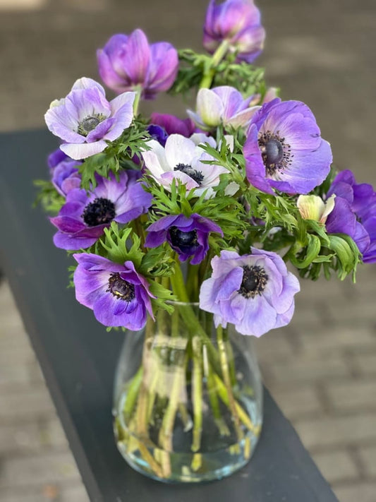 Anemone Mistral Plus® AZZURRO - Corms