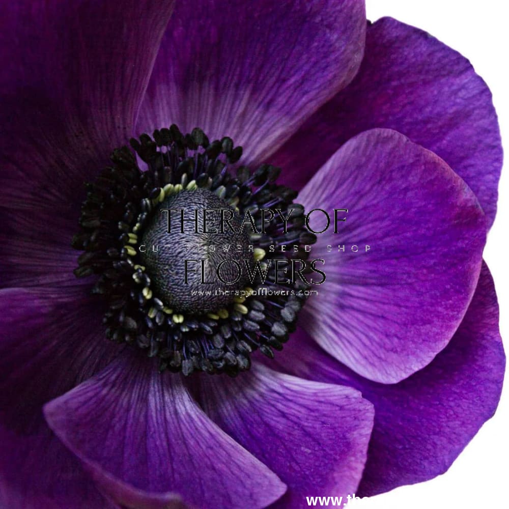 Anemone Mistral Plus® GRAPE - therapyofflowers.comflowers