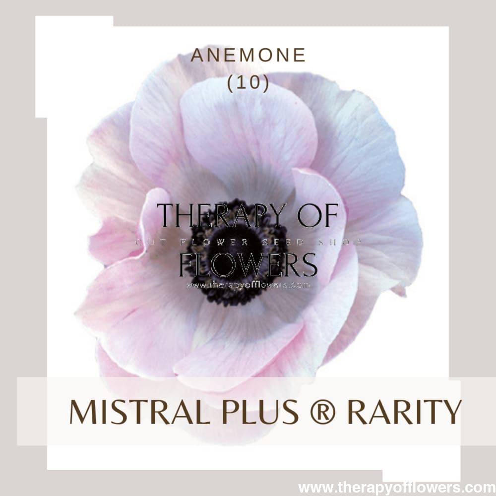 Anemone Mistral Plus® RARITY - therapyofflowers.comflowers