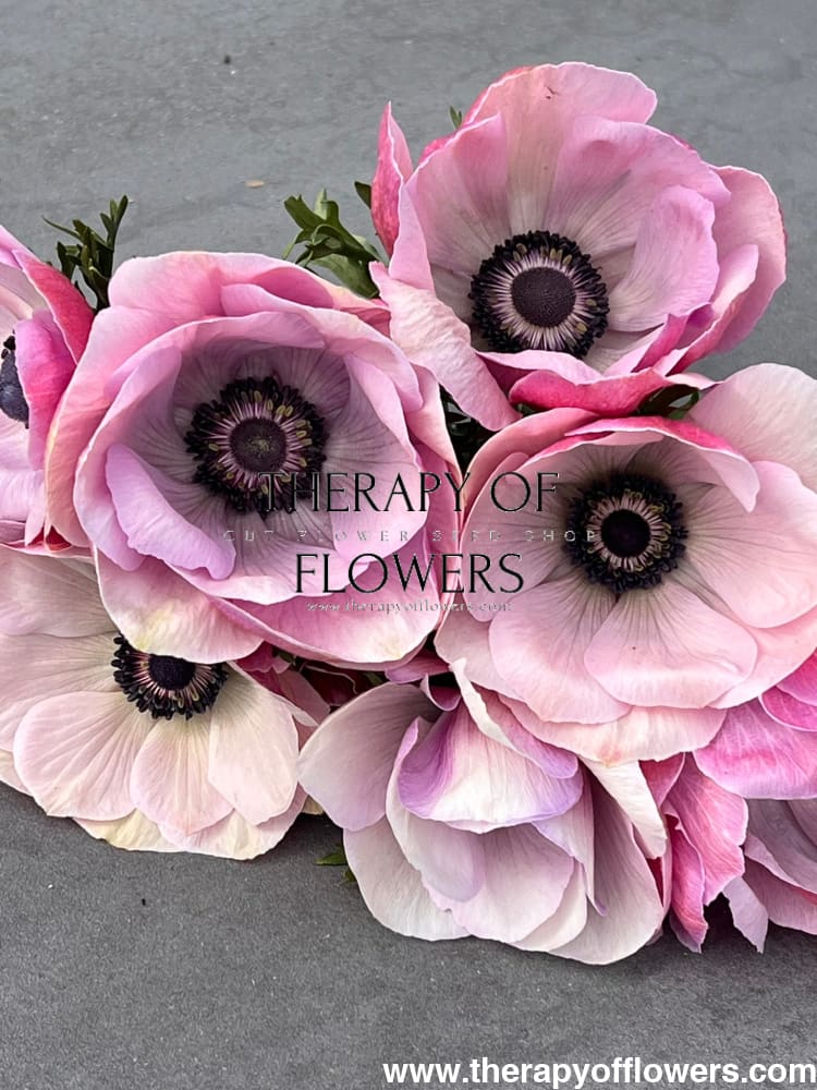 Anemone Mistral Plus® RARITY - therapyofflowers.comCorms