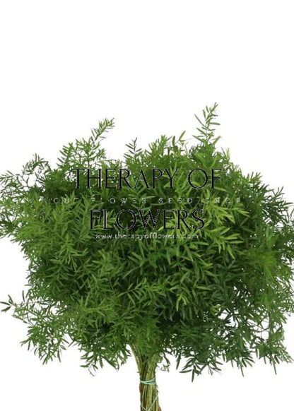 Asparagus densiflorus Cwebe | Emerald Fern | Cut foliage | Houseplant - 10 Seeds - Seeds