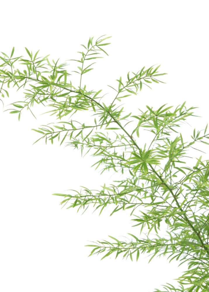 Asparagus densiflorus Cwebe | Emerald Fern | Cut foliage | Houseplant therapyofflowers.com